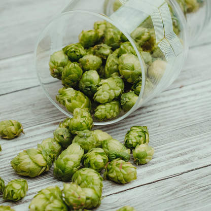 Hops Tea - Pre-Order for Fall