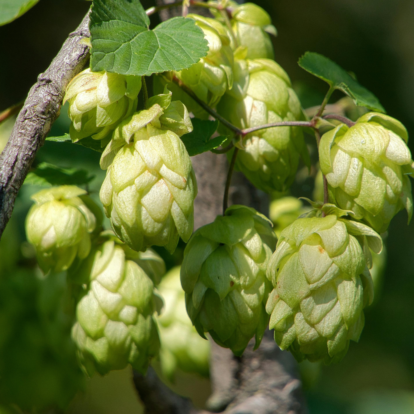 Hops Tea - Pre-Order for Fall