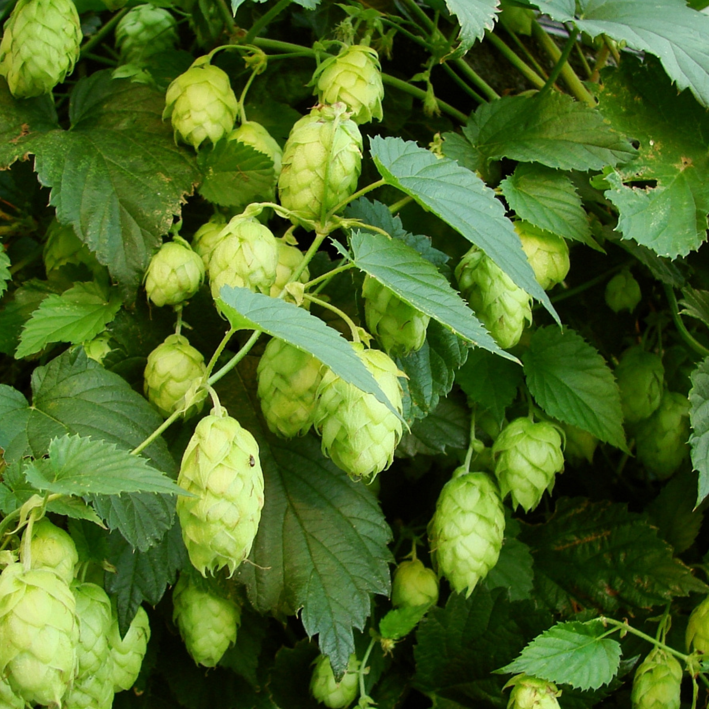 Hops Tea - Pre-Order for Fall