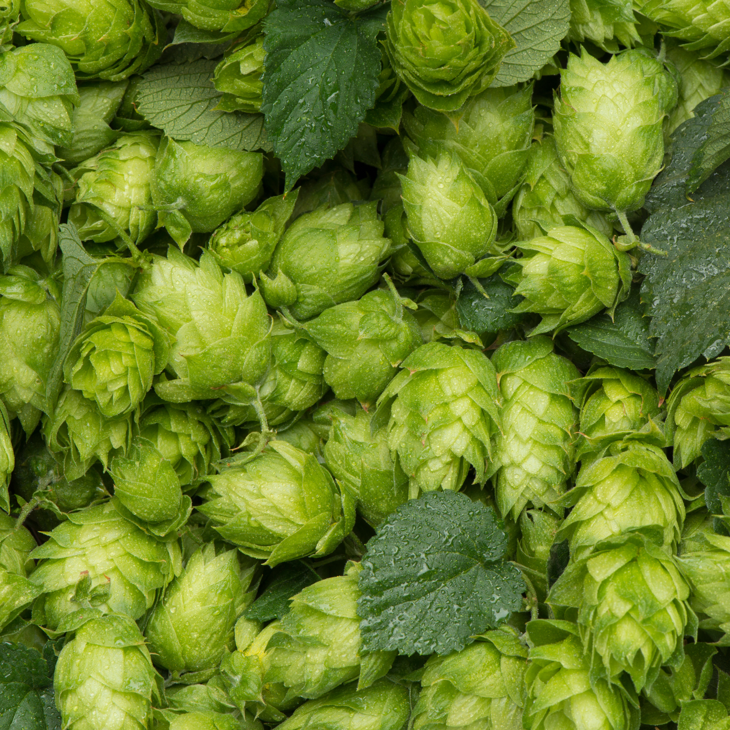 Hops Tea - Pre-Order for Fall